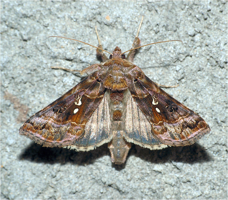 Autographa pulchrina - Металловидка V-золотое