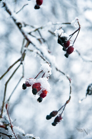 Шиповник в снегу