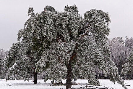 Ледяной лес