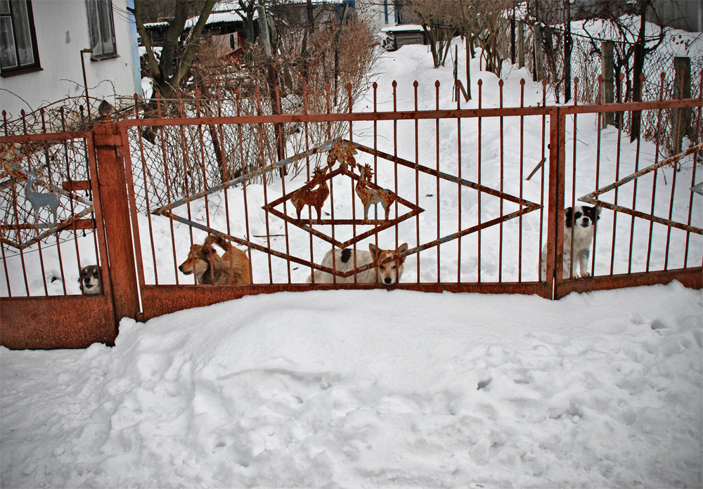 Сцабаки