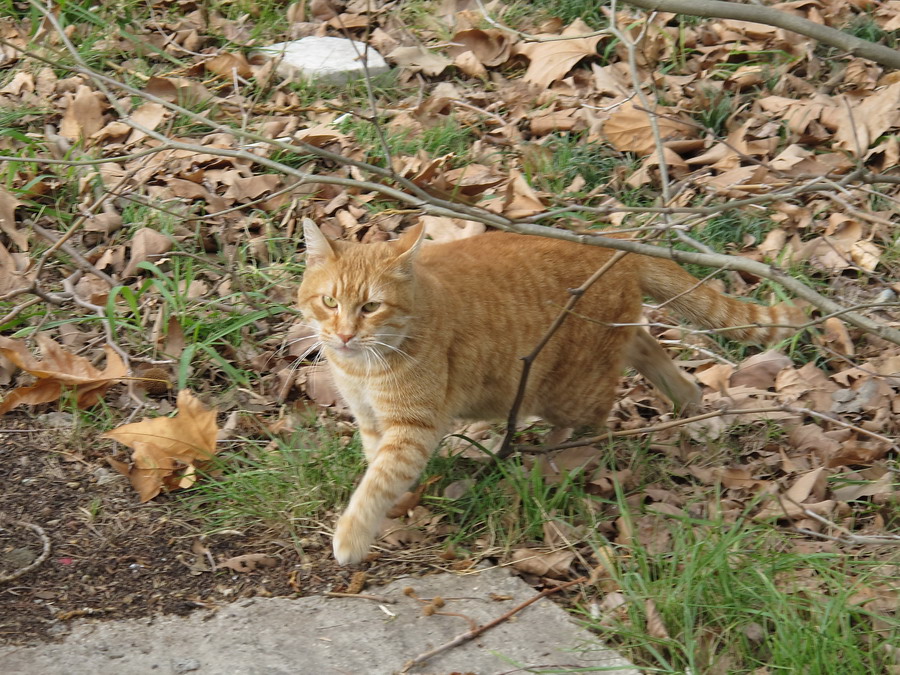 Рыжие краски осени