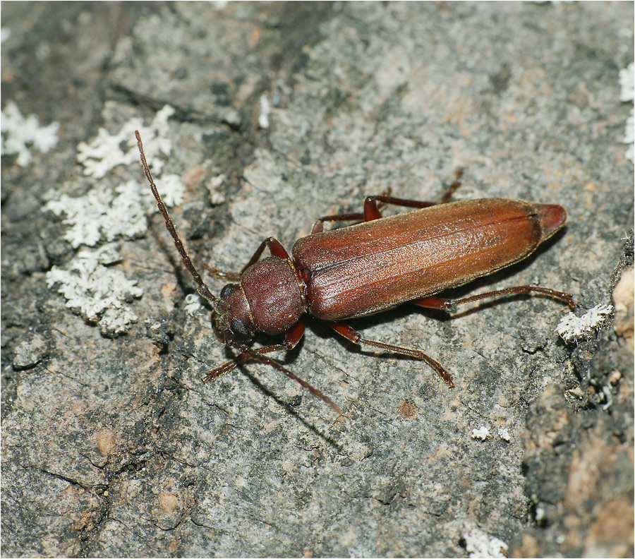 Arhopalus rusticus - Усач бурый сосновый