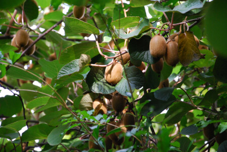 Kiwi