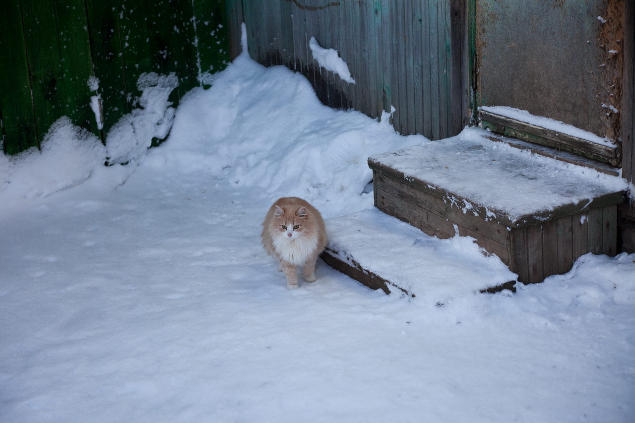 Деревенский кот