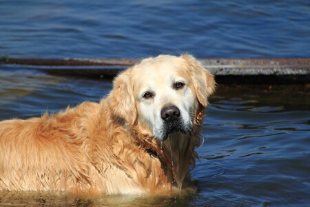 просто собака