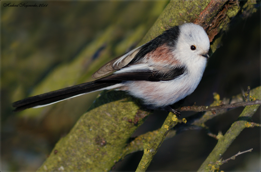 Ополовник или длиннохвостая синица (Aegithalos caudatus)