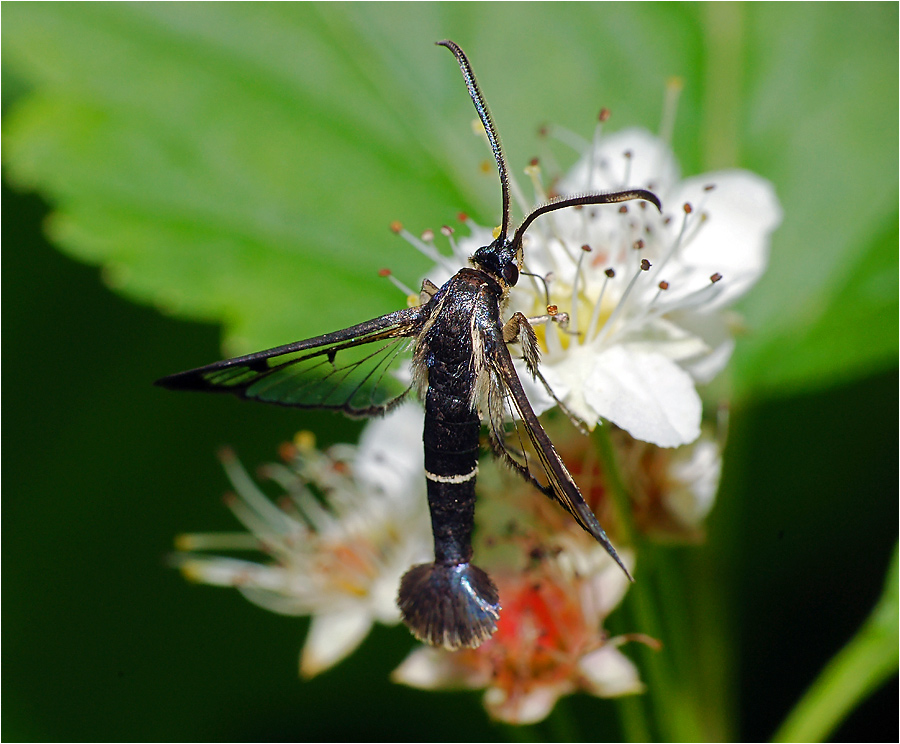 Synanthedon spheciformis - Стеклянница ольховая