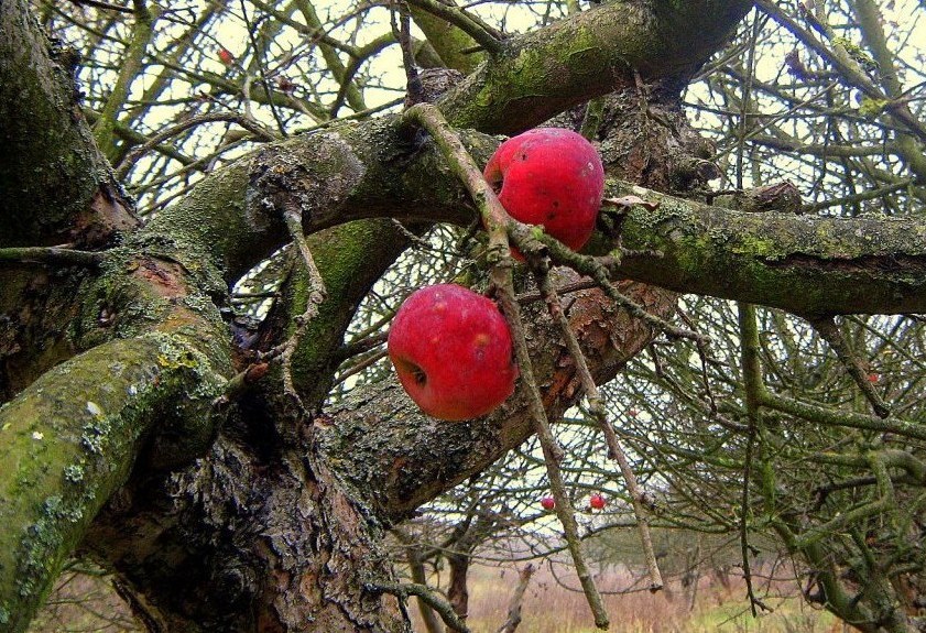 Яблоки в январе.