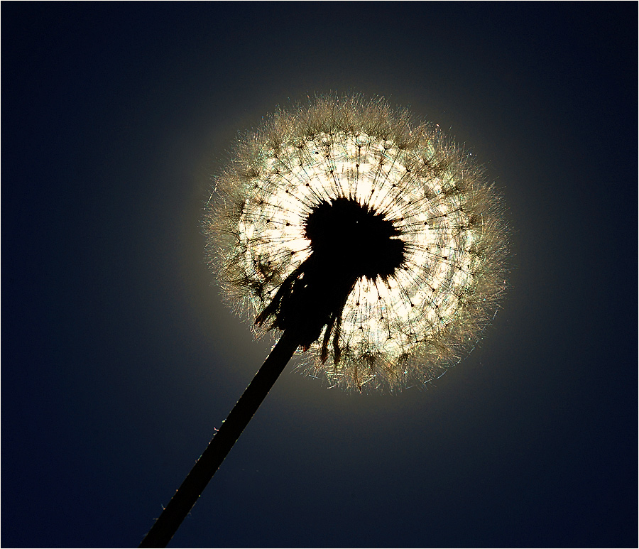 Taraxacum officinale - Одуванчик