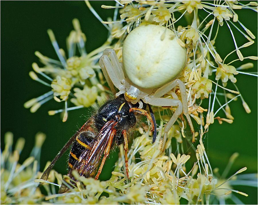 Misumena vatia - Паук цветочный