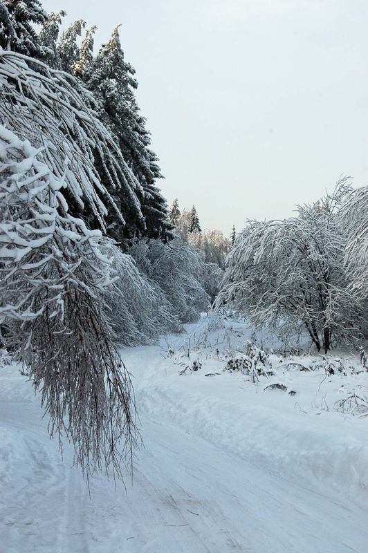 Зимний лес