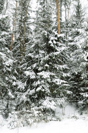 Дорога в деревню