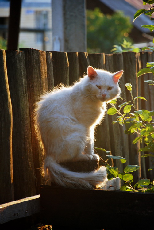 Котик бомжик...