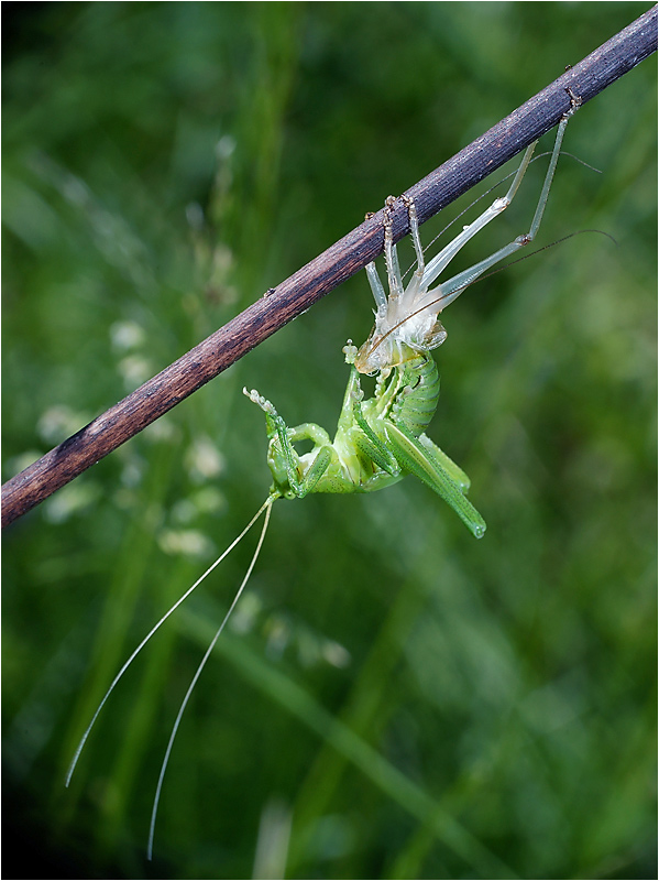 Tettigonia cantans - Кузнечик певчий