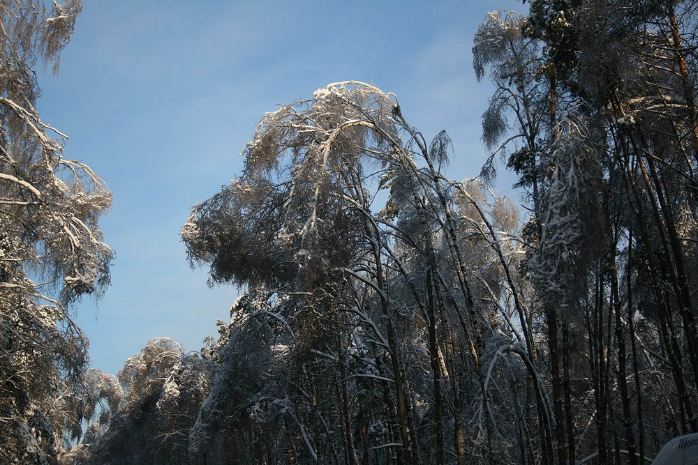 Береза