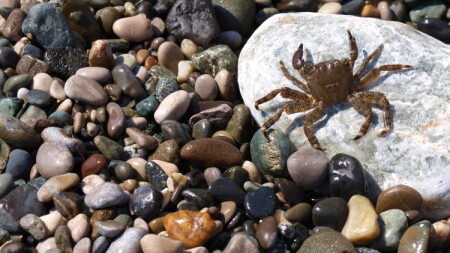 держи краба