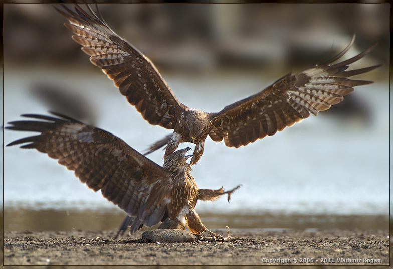 Black Kite: fight