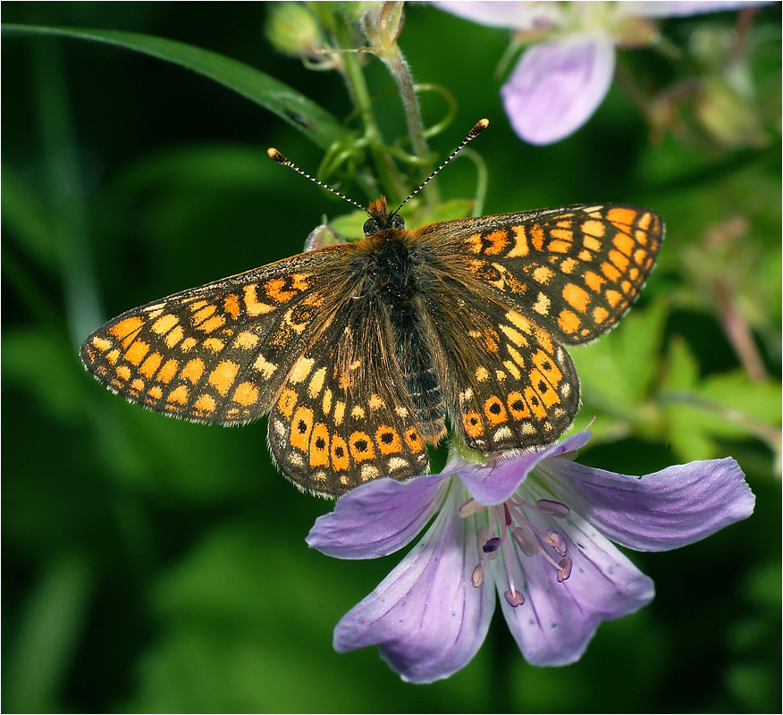 Euphydryas aurinia