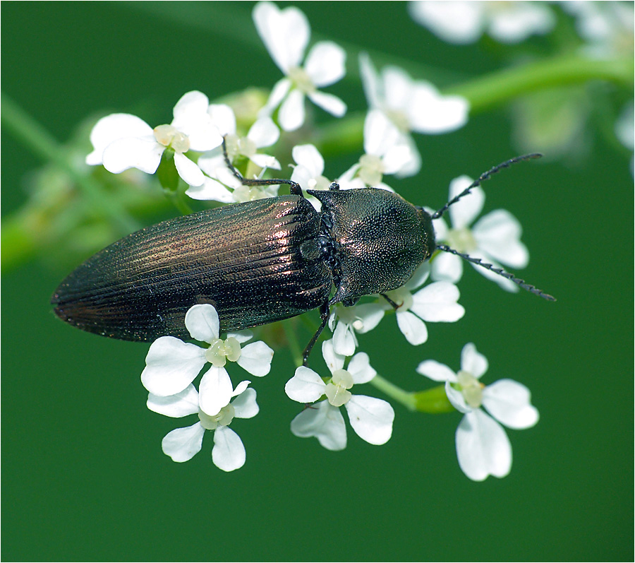 Ctenicera pectinicornis - жук-Щелкун