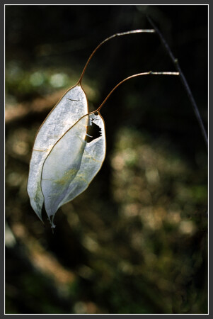 Пережившие зиму