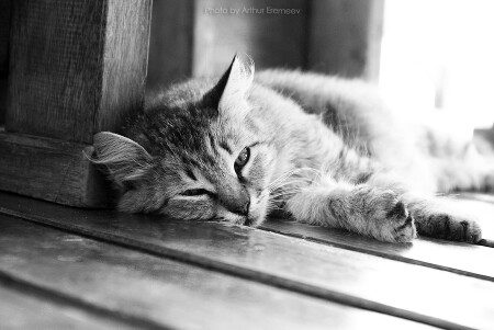 &amp;quot;Как же вы надоели со своими фотоаппаратами...&amp;quot;