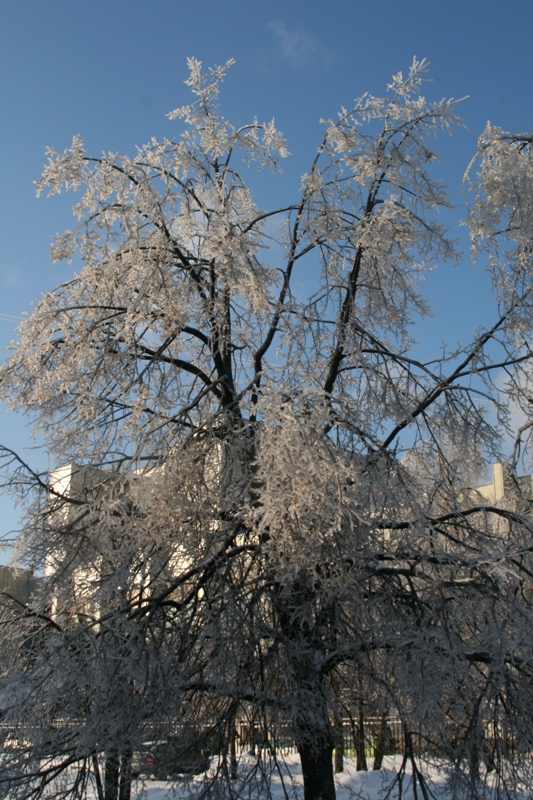 Дерево слой льда около 1 см