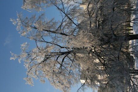 Дерево слой льда около 1 см