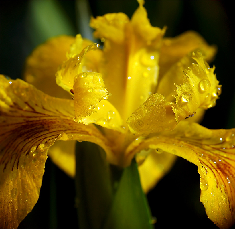 Iris pseudacorus