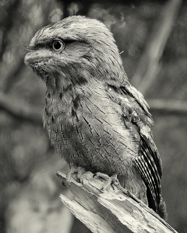 Tawny Frogmouth