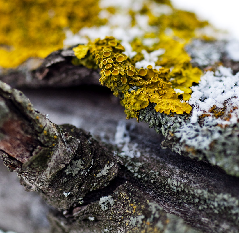 Xanthoria parietina в период размножения