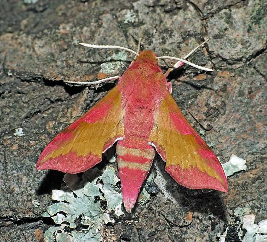 Deilephila porcellus