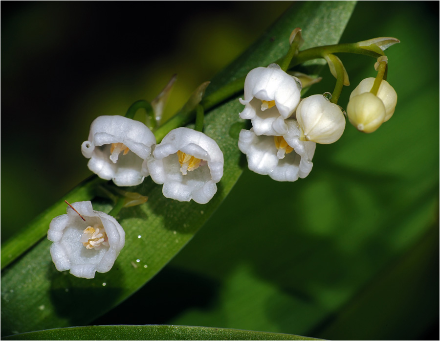 Convallaria majalis