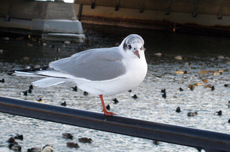 Чайка из Стокгольма