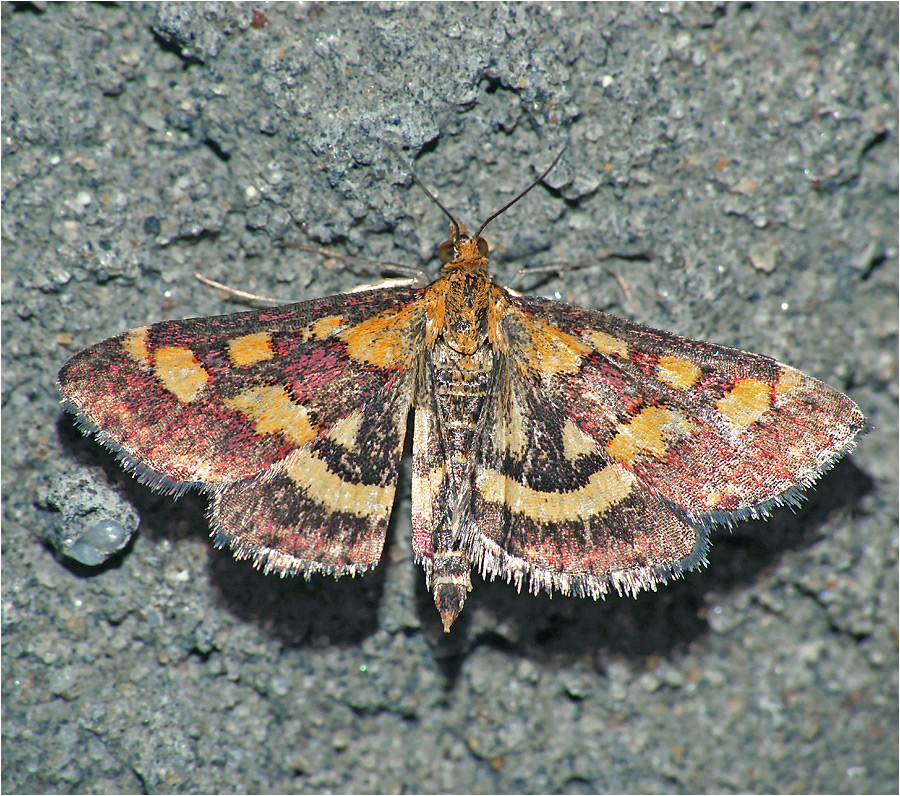 Pyrausta purpuralis