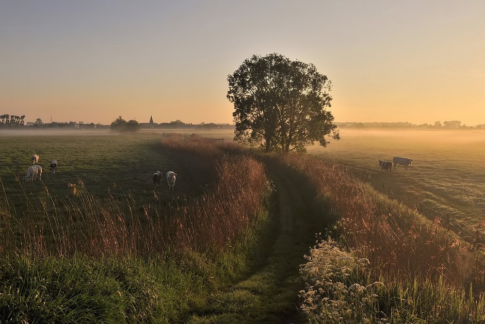 Foggy morning.