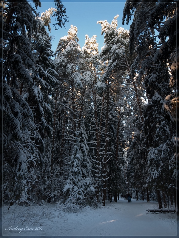 Прогулка в зимнем лесу.