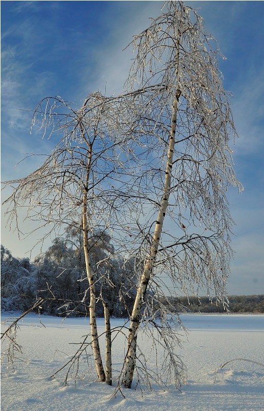 Березка