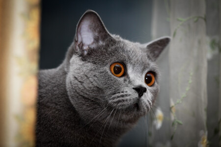 The Cat