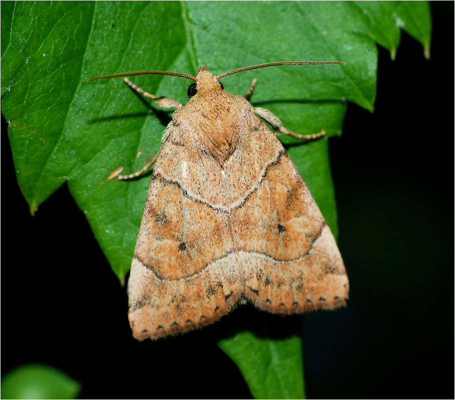 Cosmia trapezina