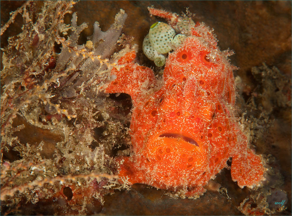 Painted Frogfish - Red Phase