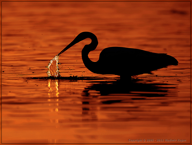 Great Egret: Промах ...