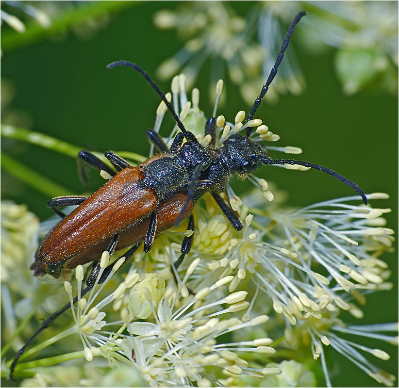 Lepturalia nigripes - Усач черноногий