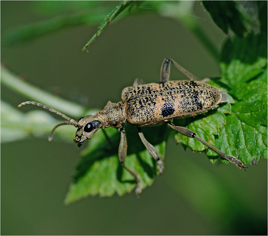 Rhagium mordax - Рагий чернопятнистый