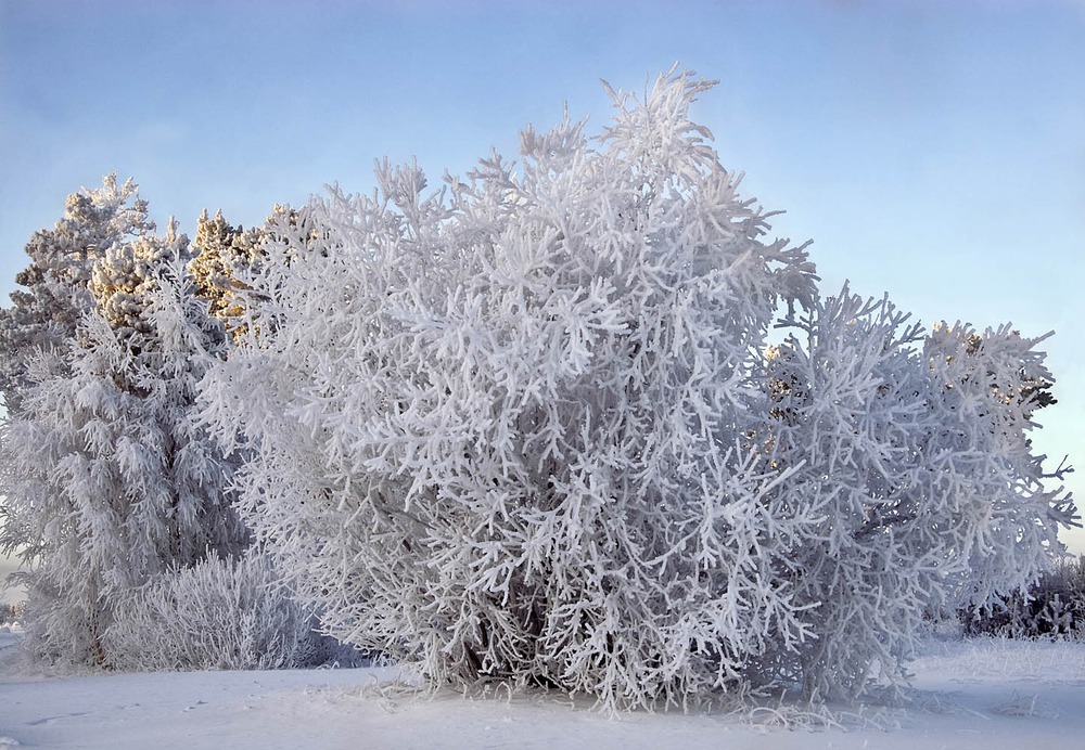 северные кораллы