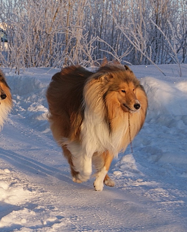 Мои собаки