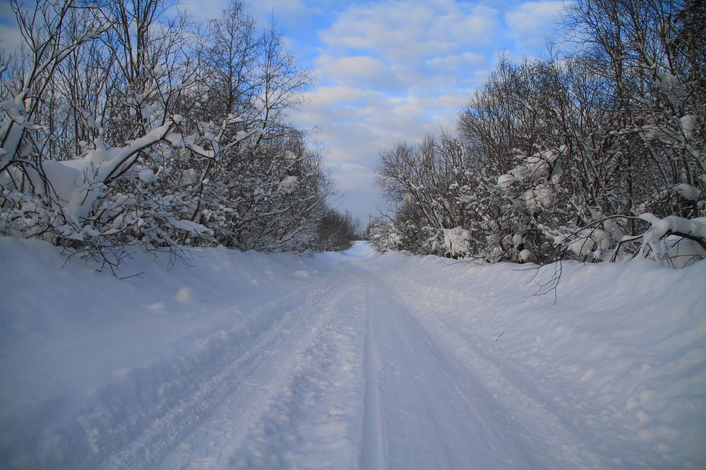 Лесная дорога.