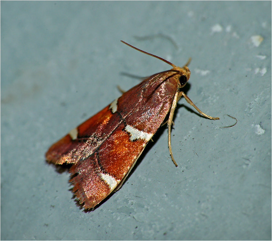 Pyralis regalis - Огневка королевская