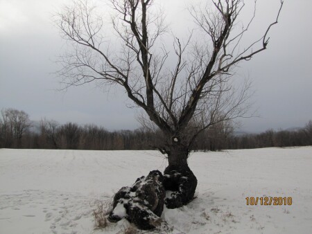 дерево&amp;quot;олень&amp;quot;