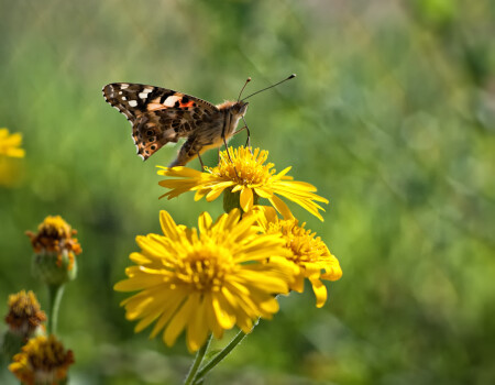 butterfly