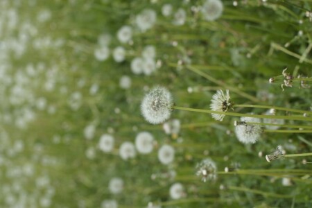 Просто одуванчики